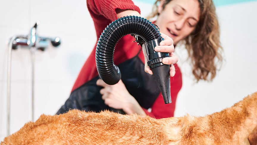 Dog drying detail with blower. The hair of the dog being dried is in focus and there is a girl in the background and out of focus handling the dryer